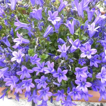 Romantiche Orobie 4* Bordogna