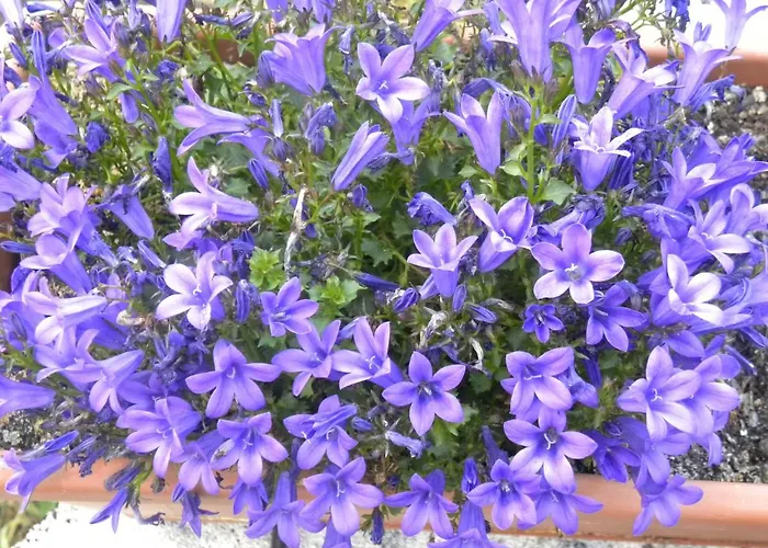 Romantiche Orobie 4* Bordogna